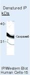 Caspase 6 antibody, MA5-11527, Invitrogen Antibodies, Immunoprecipitation image 