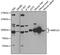 MRE11 Homolog, Double Strand Break Repair Nuclease antibody, 18-710, ProSci, Western Blot image 