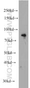 BR Serine/Threonine Kinase 1 antibody, 12673-1-AP, Proteintech Group, Western Blot image 
