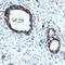 Mannose Receptor C Type 2 antibody, AF5770, R&D Systems, Immunohistochemistry frozen image 