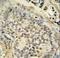 FUS RNA Binding Protein antibody, LS-C166279, Lifespan Biosciences, Immunohistochemistry paraffin image 