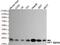 Chromobox 5 antibody, GTX49194, GeneTex, Western Blot image 
