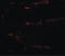 Protein Regulator Of Cytokinesis 1 antibody, LS-B8823, Lifespan Biosciences, Immunofluorescence image 