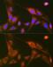 RalA Binding Protein 1 antibody, GTX03249, GeneTex, Immunocytochemistry image 