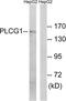 Phospholipase C Gamma 1 antibody, LS-C117571, Lifespan Biosciences, Western Blot image 