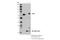 Telomeric Repeat Binding Factor 2 antibody, 13136S, Cell Signaling Technology, Immunoprecipitation image 