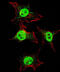 Integrin Subunit Alpha 6 antibody, MBS9203054, MyBioSource, Immunofluorescence image 