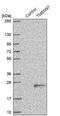 Transmembrane Protein 97 antibody, PA5-60829, Invitrogen Antibodies, Western Blot image 