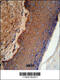 Keratin 9 antibody, 62-813, ProSci, Immunohistochemistry paraffin image 