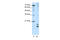 MAF BZIP Transcription Factor F antibody, ARP38984_T100, Aviva Systems Biology, Western Blot image 