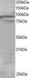 Oxysterol Binding Protein Like 11 antibody, PA1-32069, Invitrogen Antibodies, Western Blot image 