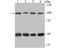 Chromosome Segregation 1 Like antibody, NBP2-75451, Novus Biologicals, Western Blot image 