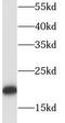 Ribosomal Protein L18a antibody, FNab07417, FineTest, Western Blot image 
