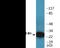 Tyrosine 3-Monooxygenase/Tryptophan 5-Monooxygenase Activation Protein Theta antibody, EKC2181, Boster Biological Technology, Western Blot image 