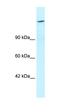 AT-Rich Interaction Domain 4A antibody, orb324451, Biorbyt, Western Blot image 