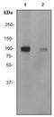 Ribosomal Protein S6 Kinase A5 antibody, ab81294, Abcam, Western Blot image 