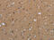 Chorionic Somatomammotropin Hormone 1 antibody, CSB-PA696449, Cusabio, Immunohistochemistry frozen image 