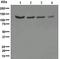 Ubiquitin Specific Peptidase 10 antibody, ab109219, Abcam, Western Blot image 