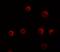 Yippee Like 2 antibody, A14962, Boster Biological Technology, Immunofluorescence image 