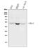 NEDD8-activating enzyme E1 catalytic subunit antibody, PB9838, Boster Biological Technology, Western Blot image 