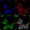 Synaptotagmin 3 antibody, MA5-27604, Invitrogen Antibodies, Immunofluorescence image 