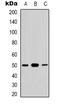 Cell Division Cycle 37 antibody, orb338832, Biorbyt, Western Blot image 