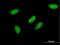 Transcription Elongation Factor A3 antibody, H00006920-M06, Novus Biologicals, Immunocytochemistry image 