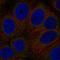 G Protein-Coupled Receptor 89A antibody, HPA076096, Atlas Antibodies, Immunocytochemistry image 