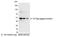 S-tag epitope tag antibody, A190-134P, Bethyl Labs, Western Blot image 