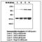 Nuclear Factor Kappa B Subunit 1 antibody, LS-C62089, Lifespan Biosciences, Western Blot image 