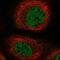 Galactose Mutarotase antibody, PA5-57285, Invitrogen Antibodies, Immunofluorescence image 