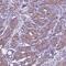 Torsin Family 2 Member A antibody, NBP2-68915, Novus Biologicals, Immunohistochemistry frozen image 