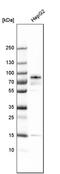 Pinin, Desmosome Associated Protein antibody, PA5-51569, Invitrogen Antibodies, Western Blot image 
