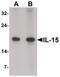 Interleukin 15 antibody, PA5-34511, Invitrogen Antibodies, Western Blot image 
