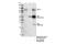 HIF1-alpha antibody, 36169S, Cell Signaling Technology, Immunoprecipitation image 