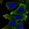 Ephrin B1 antibody, NBP2-57916, Novus Biologicals, Immunofluorescence image 
