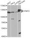 Synaptopodin antibody, STJ110782, St John