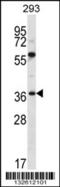Neuroplastin antibody, 56-691, ProSci, Western Blot image 
