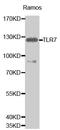 Toll Like Receptor 7 antibody, MBS127902, MyBioSource, Western Blot image 