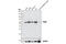 Pyruvate Kinase M1/2 antibody, 4053S, Cell Signaling Technology, Western Blot image 