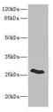 Claudin 18 antibody, LS-C675546, Lifespan Biosciences, Western Blot image 