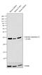 Carbonic Anhydrase 2 antibody, PA5-25943, Invitrogen Antibodies, Western Blot image 