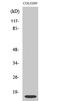 ATP Synthase Membrane Subunit E antibody, A12418-1, Boster Biological Technology, Western Blot image 