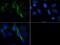 5-Hydroxytryptamine Receptor 4 antibody, PA5-72972, Invitrogen Antibodies, Immunofluorescence image 