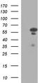 Interferon Regulatory Factor 5 antibody, TA507246S, Origene, Western Blot image 