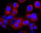 Interleukin 7 antibody, NBP2-67278, Novus Biologicals, Immunocytochemistry image 
