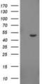 Indoleamine 2,3-Dioxygenase 2 antibody, NBP2-02730, Novus Biologicals, Western Blot image 