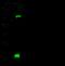Delta Like Canonical Notch Ligand 1 antibody, 11635-RP02, Sino Biological, Western Blot image 
