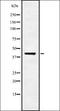 USP18 antibody, orb336951, Biorbyt, Western Blot image 