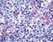 Purinergic Receptor P2Y11 antibody, LS-A866, Lifespan Biosciences, Immunohistochemistry frozen image 